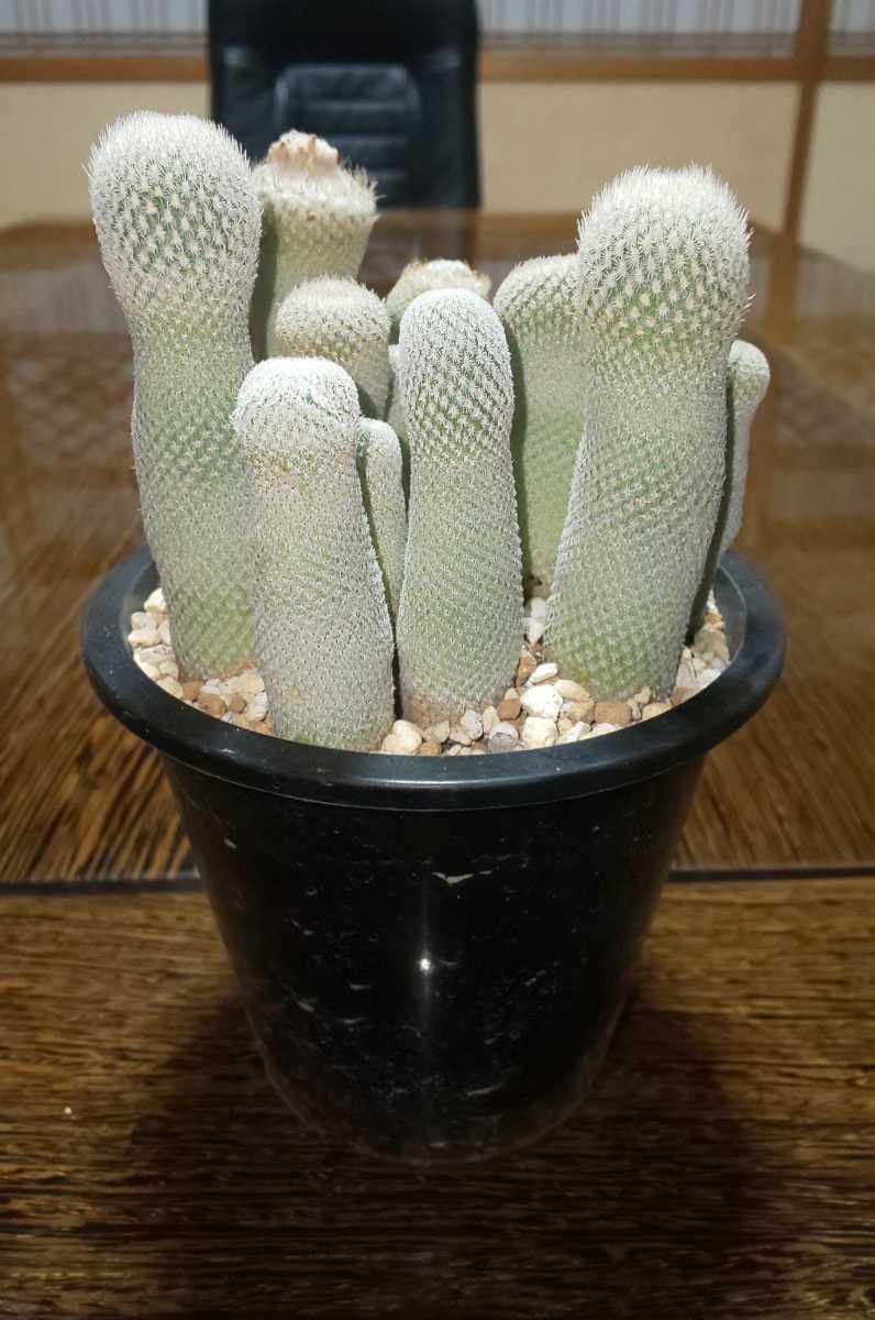 サボテン 月世界? 寄せ植え