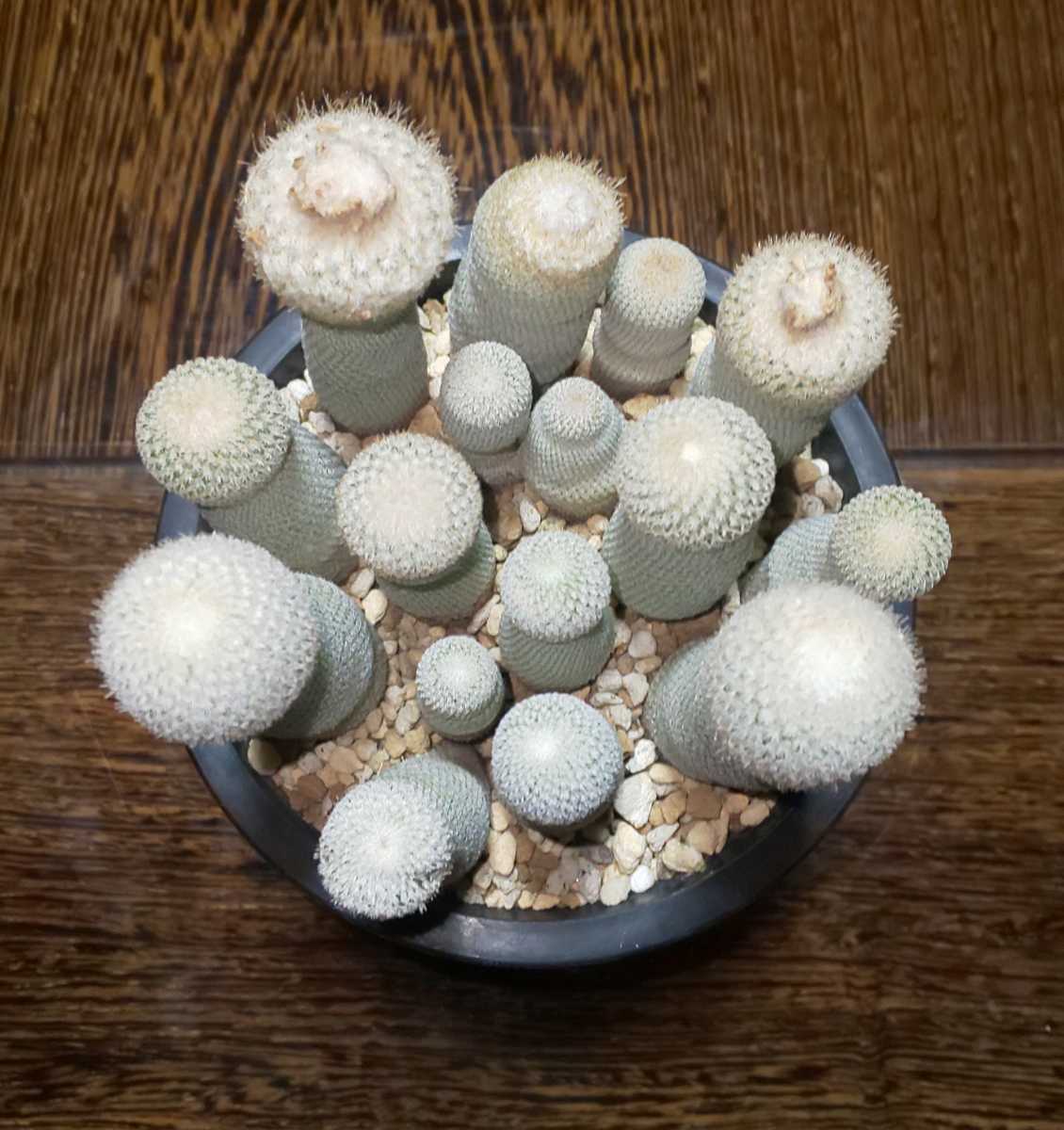 サボテン 月世界? 寄せ植え