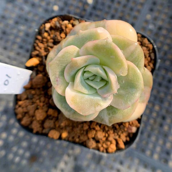 多肉植物 農園直売 寄せ植え 2.5寸苗 Y3022 当店農場生産◎多肉植物