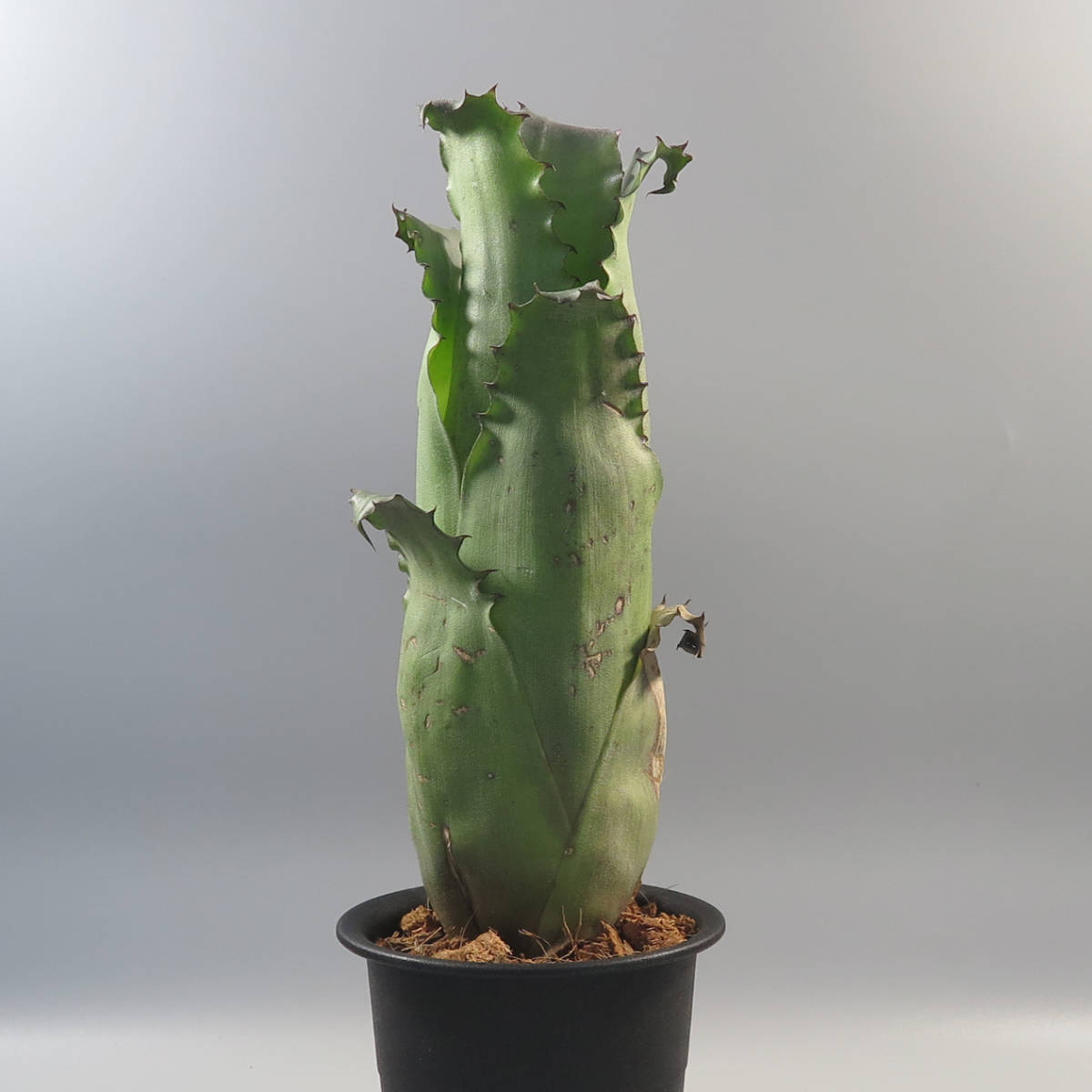 SALE!!! 1. ホヘンベルギア ☆ Hohenbergia Sandra's Mountain ★ タンクブロメリア
