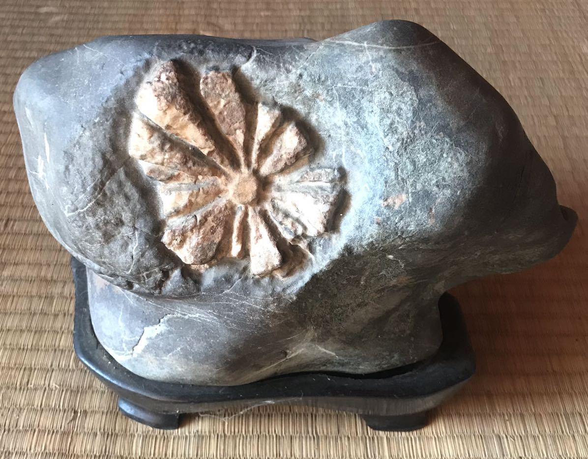 人気，低価 菊花石 自然石 天然石 鑑賞石 置物 木製台座付き 約30cm