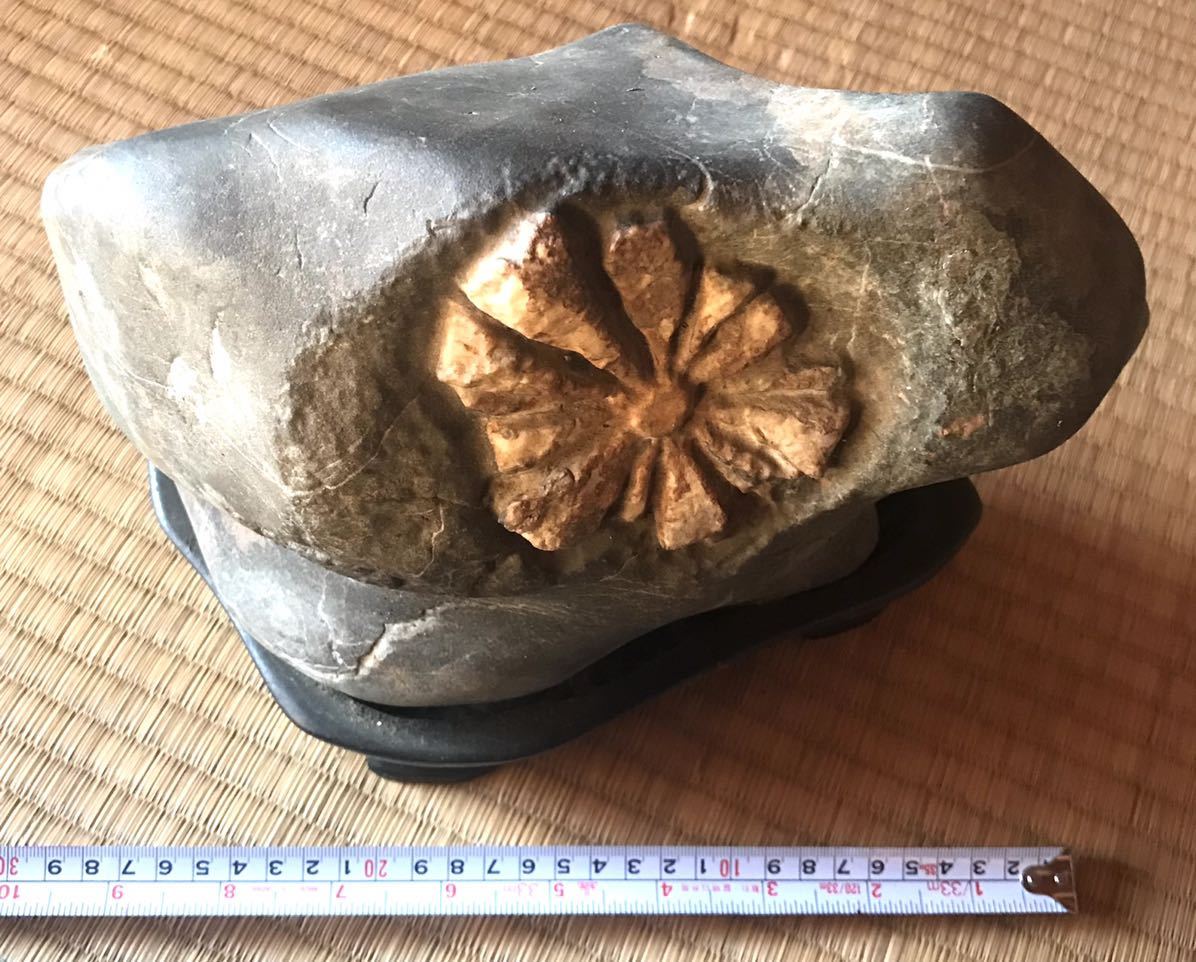 人気，低価 菊花石 自然石 天然石 鑑賞石 置物 木製台座付き 約30cm