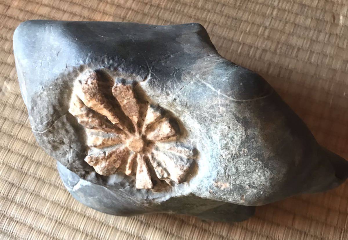 人気,低価 菊花石 自然石 天然石 鑑賞石 置物 木製台座付き 約30cm 人気,低価 菊花石 自然石 天然石 鑑賞石 置物 木製台座付き 約30cm