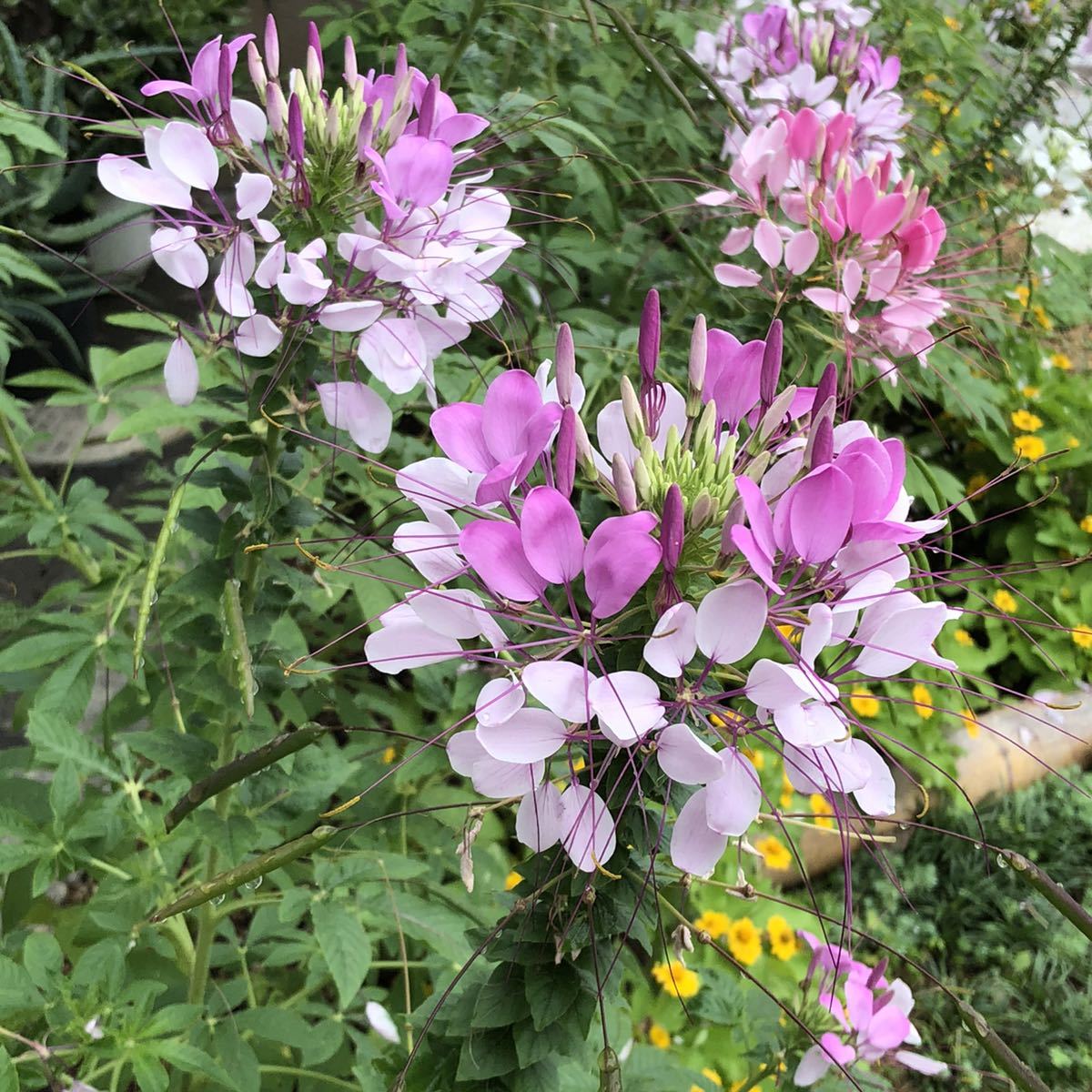 クレオメ カラーファウンテン 花の種 種 売買されたオークション情報 Yahooの商品情報をアーカイブ公開 オークファン Aucfan Com