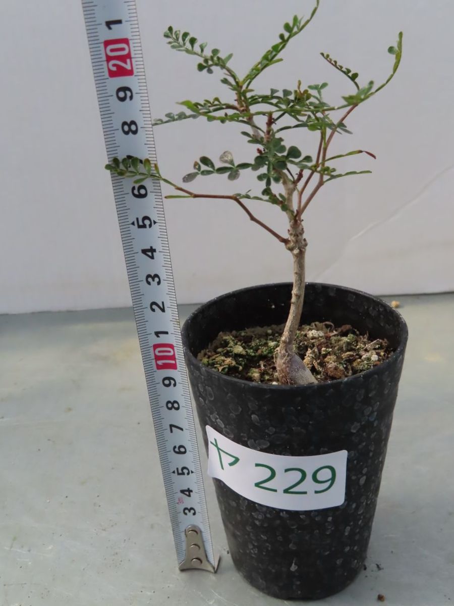 ヤ229 【塊根植物・実生】オペルクリカリア パキプス【2年株・種から
