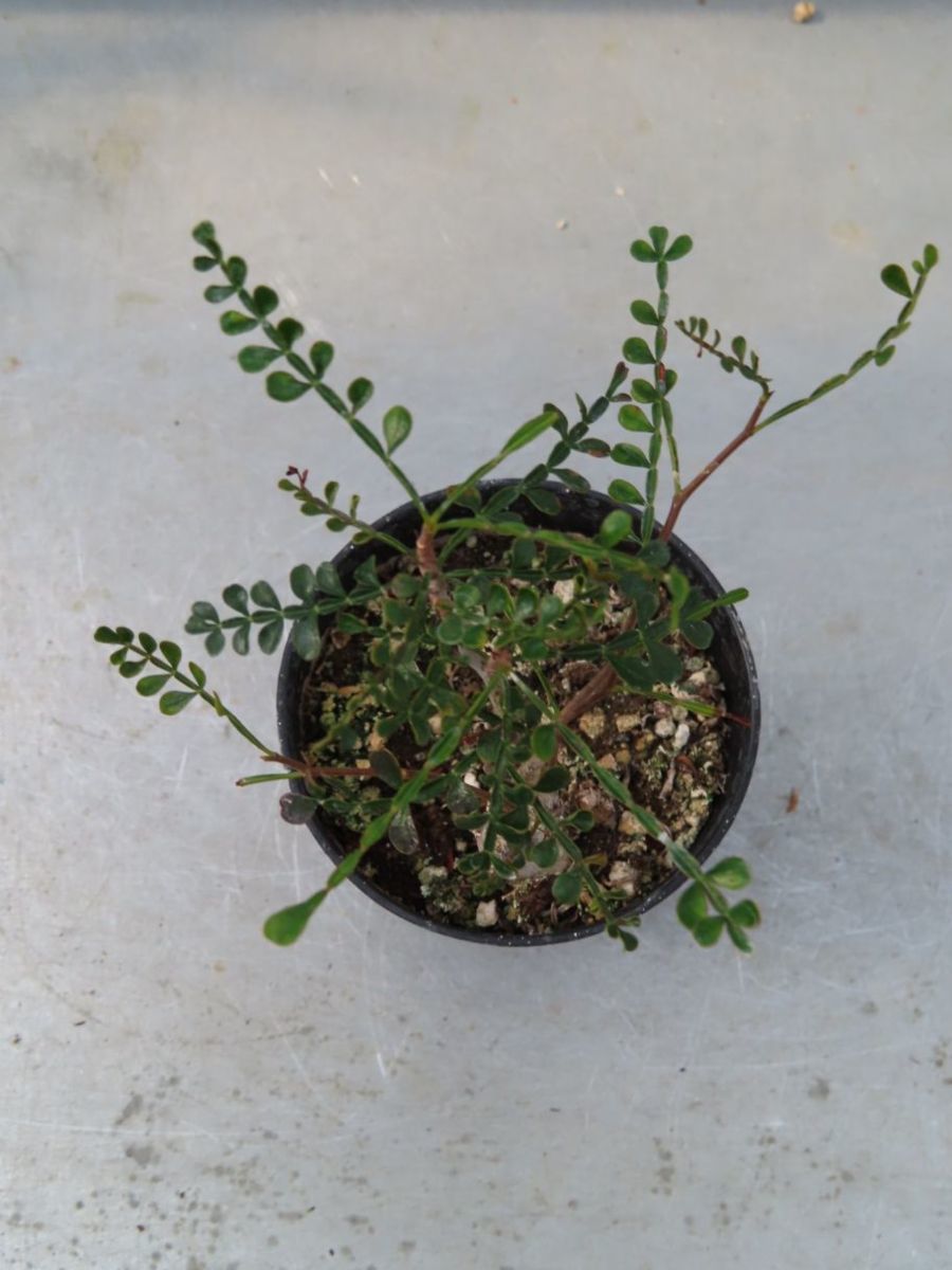 ヤ229 【塊根植物・実生】オペルクリカリア パキプス【2年株・種から