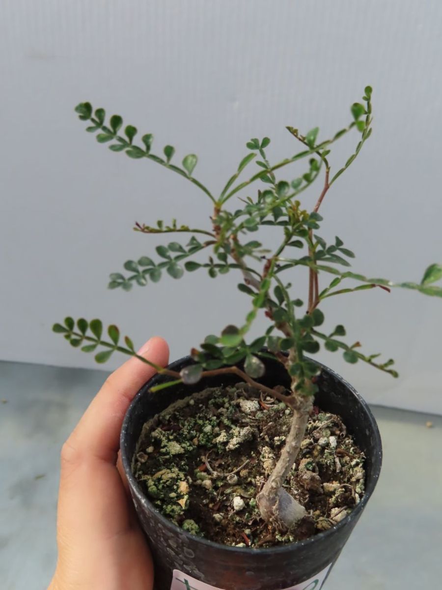 ヤ229 【塊根植物・実生】オペルクリカリア パキプス【2年株・種から