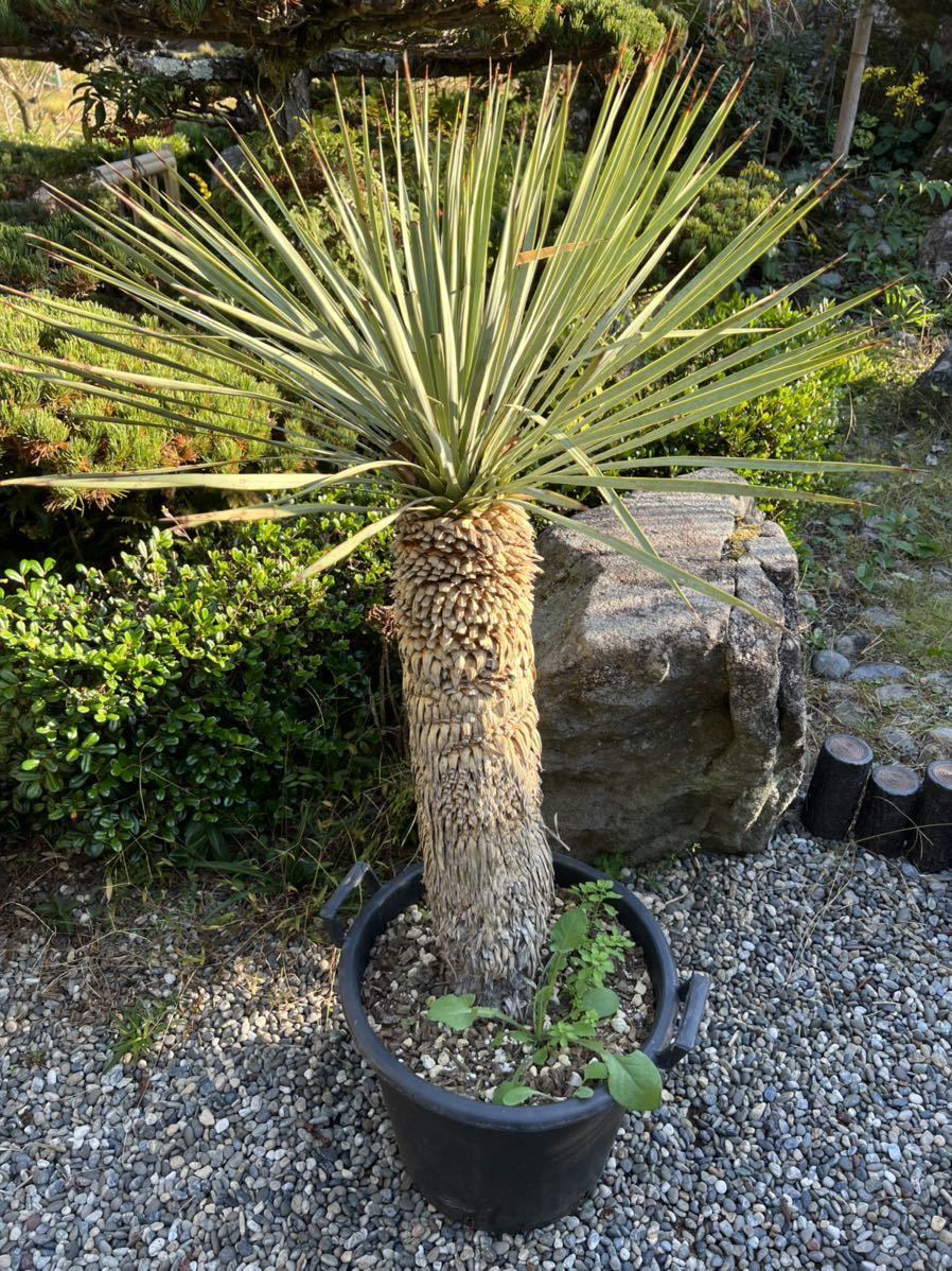 1m25cm　太株　ユッカ ロストラータ 耐寒性-15度 ドライガーデン 地植え シンボルツリー Yucca ガーデニング 庭　 ロストラータ ユッカ ロストラータユッカ HITOTOKI 12号サイズ H1.5ｍ×W1.3m