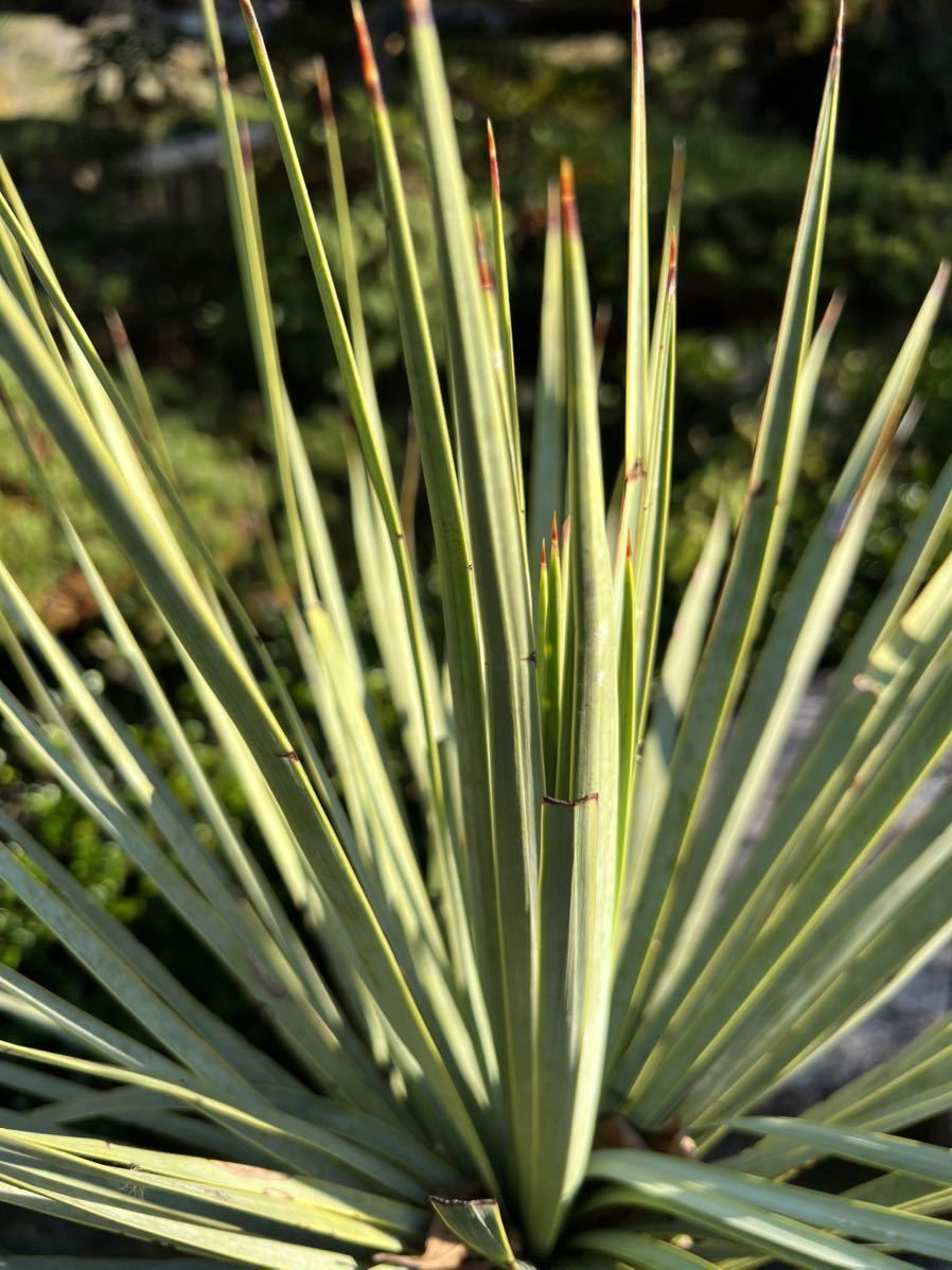 1m25cm　太株　ユッカ ロストラータ 耐寒性-15度 ドライガーデン 地植え シンボルツリー Yucca ガーデニング 庭　 ロストラータ ユッカ ロストラータユッカ HITOTOKI 12号サイズ H1.5ｍ×W1.3m