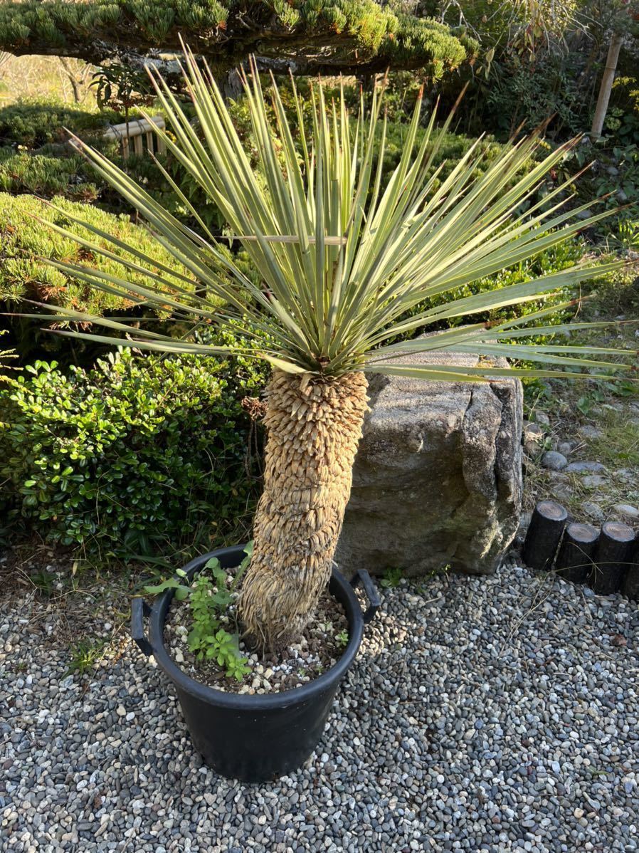 1m25cm　太株　ユッカ ロストラータ 耐寒性-15度 ドライガーデン 地植え シンボルツリー Yucca ガーデニング 庭　 ロストラータ ユッカ ロストラータユッカ HITOTOKI 12号サイズ H1.5ｍ×W1.3m