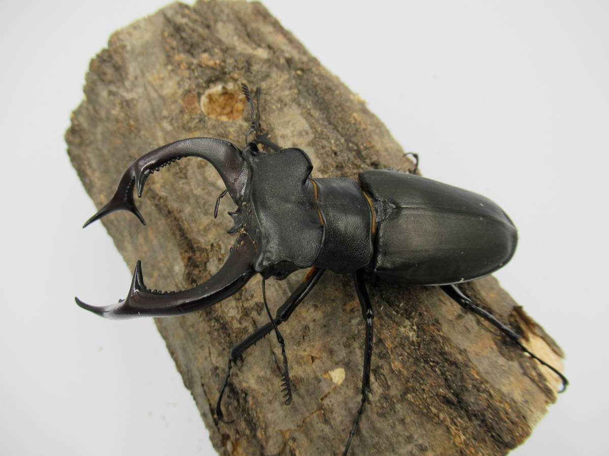 ユダイクス ミヤマ ♂90mm ♀51mm ペット、生き物 虫類 【公式通販】