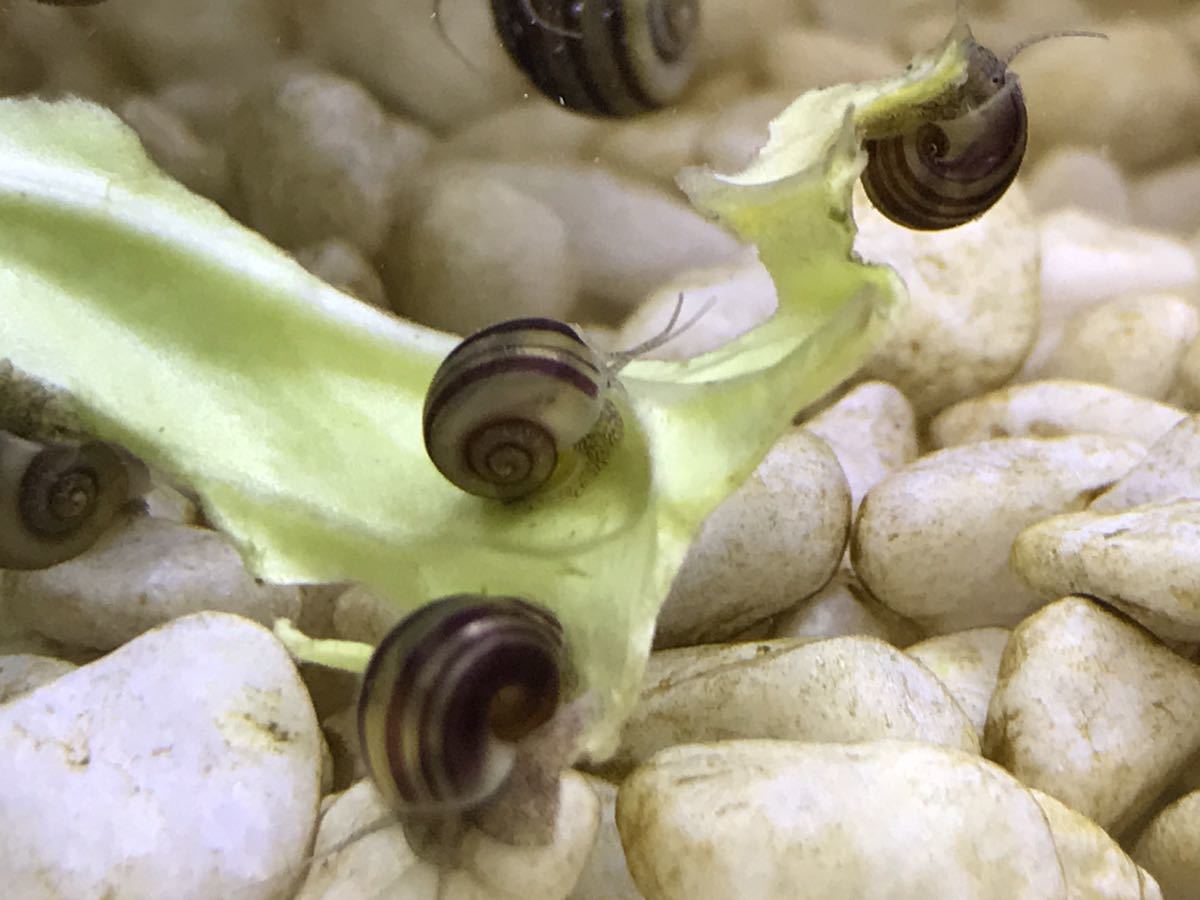 ※ゆうパケット【8＋2匹】アンモナイトスネール 2cm前後 稚貝　印象的なタンクメイト！同梱OK ホルンスネール【送料無料】t_2