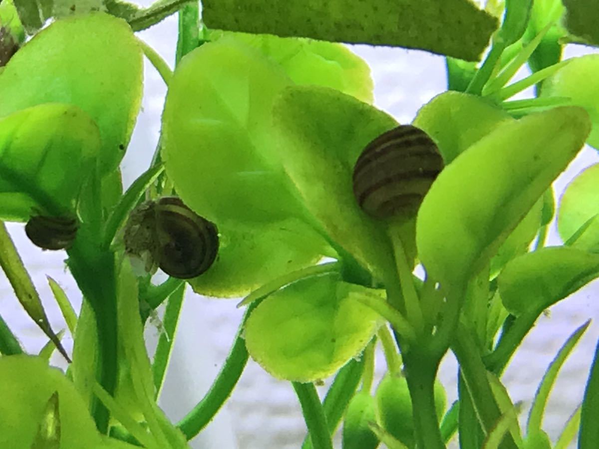 ※ゆうパケット【8＋2匹】アンモナイトスネール 2cm前後 稚貝　印象的なタンクメイト！同梱OK ホルンスネール【送料無料】t_3