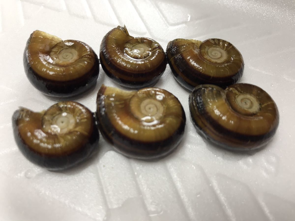 ※ゆうパケット【8＋2匹】アンモナイトスネール 2cm前後 稚貝　印象的なタンクメイト！同梱OK ホルンスネール【送料無料】t_4