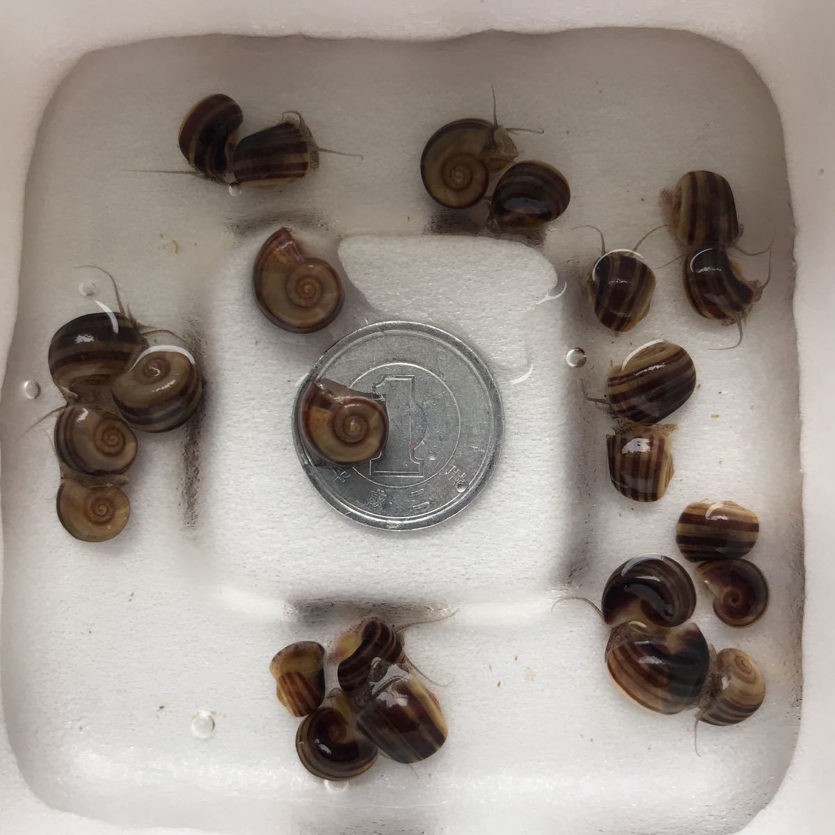 ※ゆうパケット【8＋2匹】アンモナイトスネール 2cm前後 稚貝　印象的なタンクメイト！同梱OK ホルンスネール【送料無料】t_5