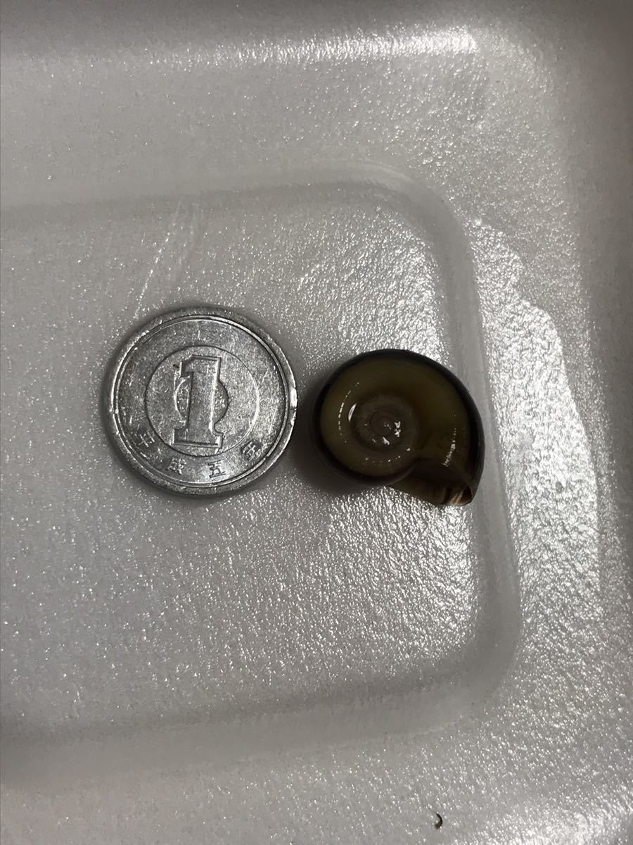 ※ゆうパケット【8＋2匹】アンモナイトスネール 2cm前後 稚貝　印象的なタンクメイト！同梱OK ホルンスネール【送料無料】t_6