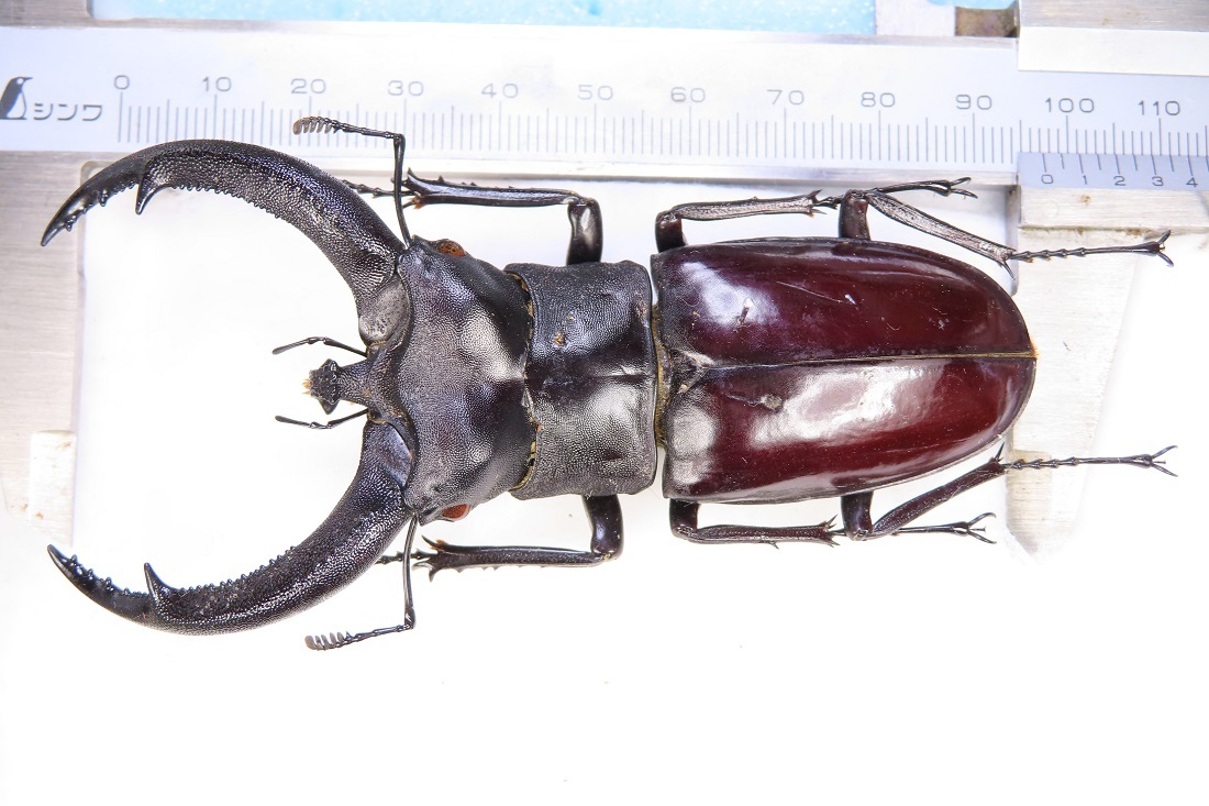 虫研 大型 リノケロスの検討 クワガタム博物館 WDリノケロスフタマタ