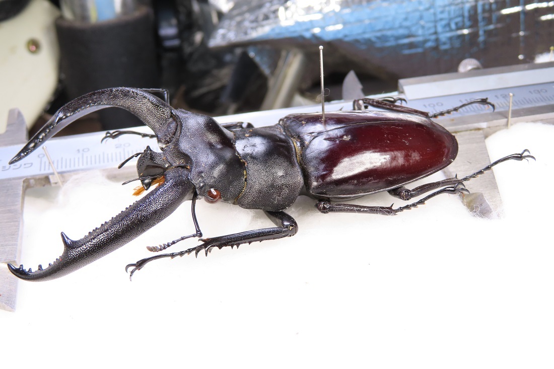 虫研 大型 リノケロスの検討 クワガタム博物館 WDリノケロスフタマタ
