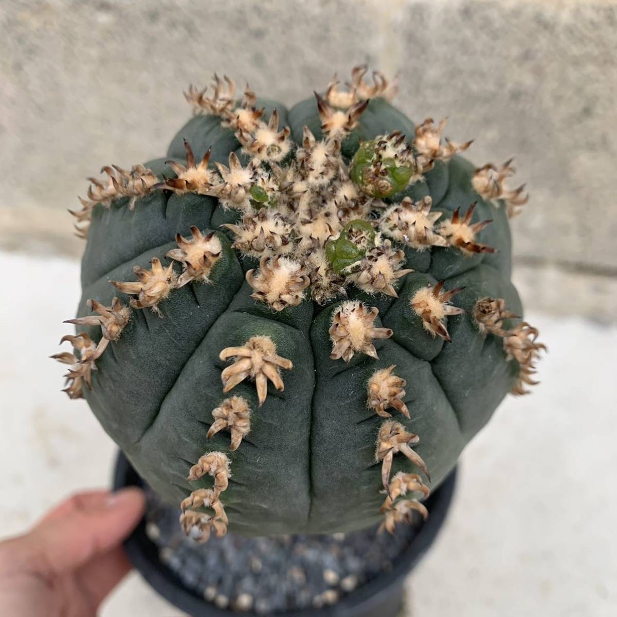 14・短刺天平丸・サボテン 多肉植物 ギムノカリキウム