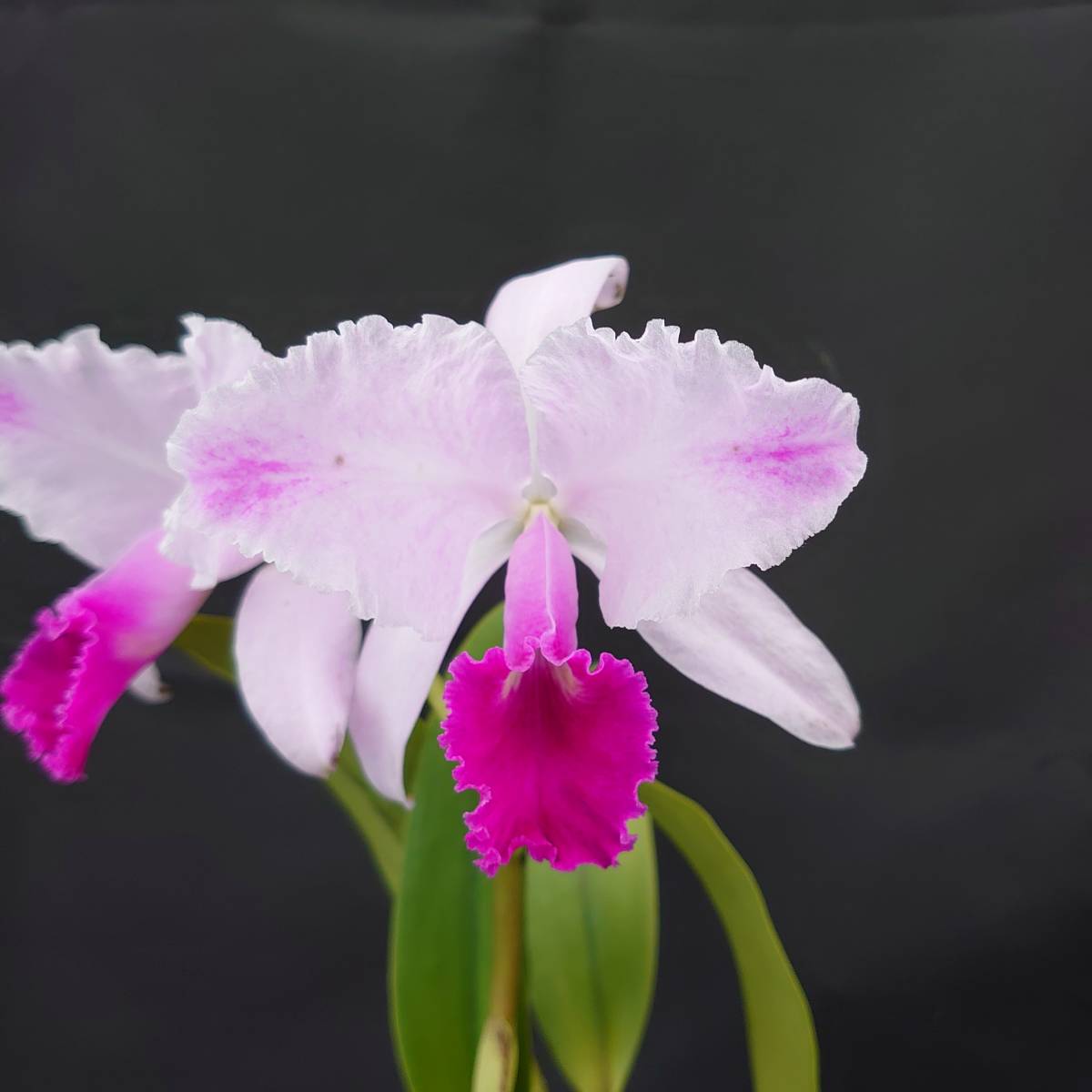  40. 洋蘭カトレア属 C. trianae f. pincelada 'Suamena' 花付80size(ラン)｜売買されたオークション情報、yahooの商品情報をアーカイブ公開 - オークファン ラン