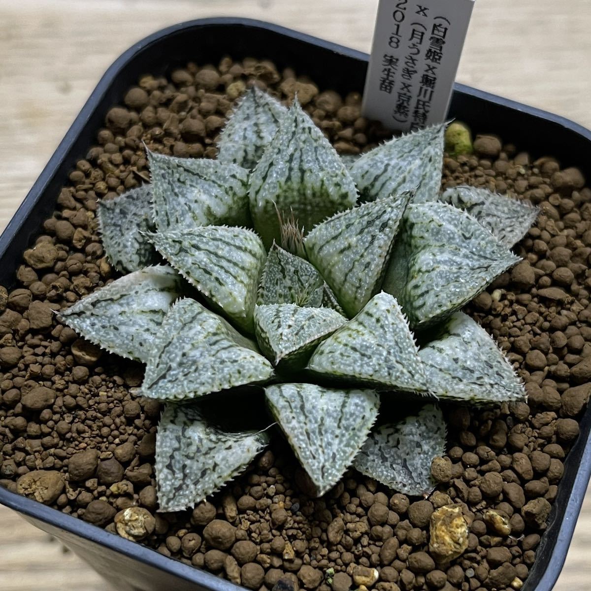 Web限定 多肉植物 ハオルチア 白うさぎ Rehabatriversedge Com