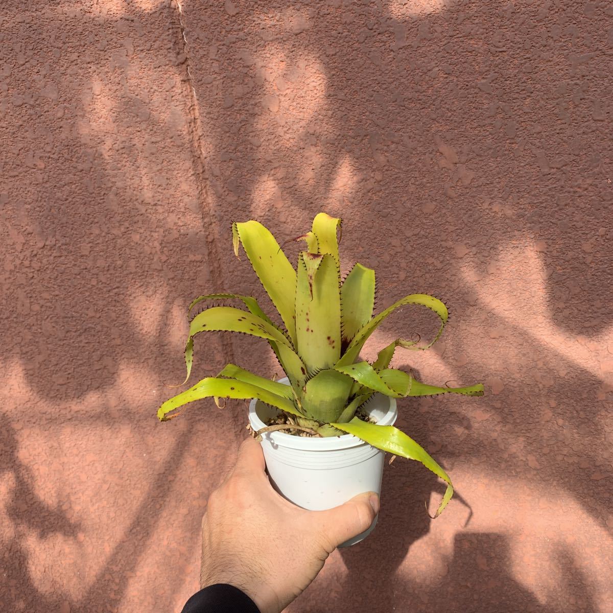 Pof Aechmea Triangularis エクメア トリアングラリス アナナス 売買されたオークション情報 Yahooの商品情報をアーカイブ公開 オークファン Aucfan Com