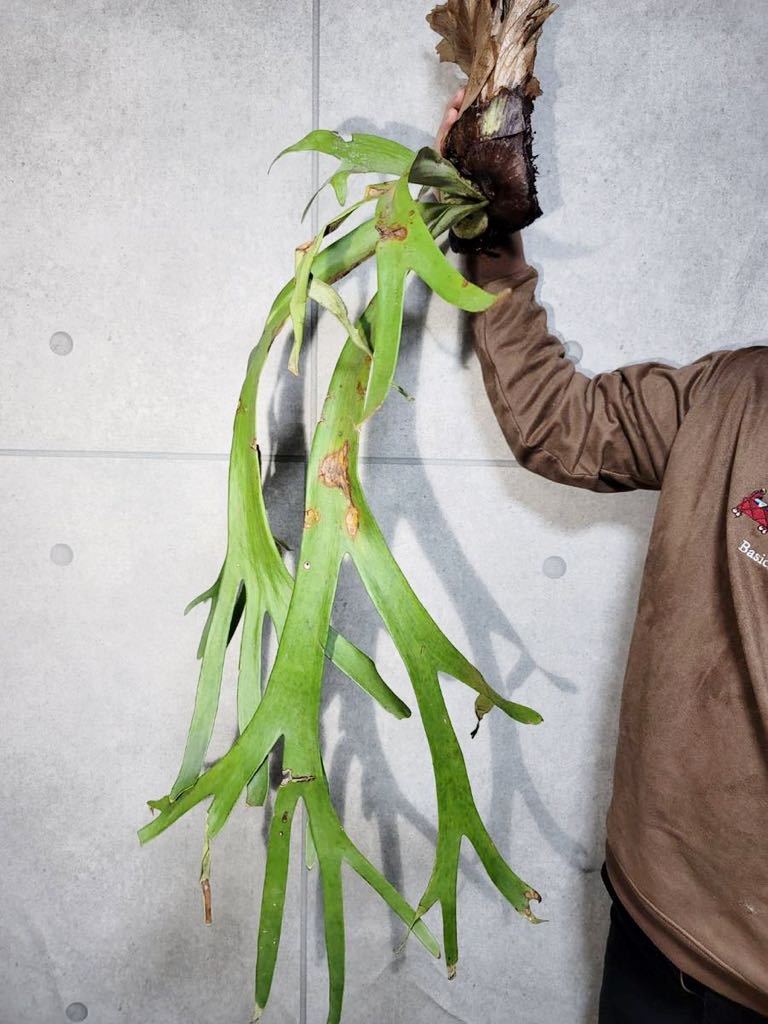 ▽P.willinckii WILD Java▽ 特大サイズ ウィリンキー ワイルド