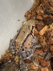 おしゃれ人気 ナンベイウシガエル 7 9センチくらい １匹での価格です 本日超得 Haisha Co Jp