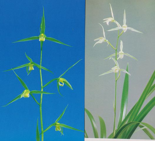 福花園種苗株式会社 花き栽培のツボ 製品一覧 K-1 白花素心 「