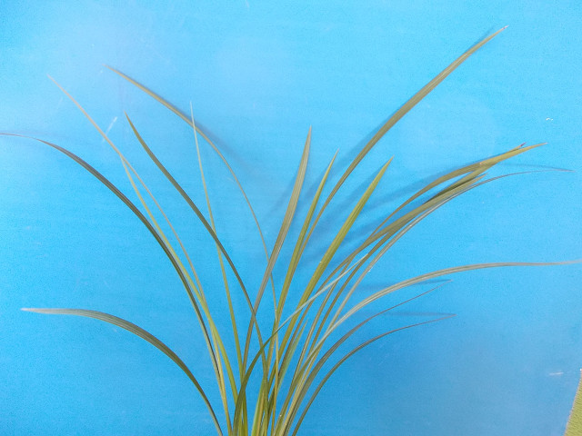 ☆洋蘭原種☆カトレアC.gaskelliana semialba 'Hanza' (OG)原産地由来