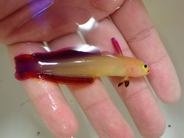 海水魚 ハゼ 粒餌ok アケボノハゼ 9cm 1匹 スリランカ産 Himawari 海水魚 売買されたオークション情報 Yahooの商品情報をアーカイブ公開 オークファン Aucfan Com