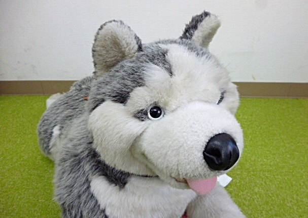 特大◇犬 ぬいぐるみ◇犬 シベリアンハスキー 約80㎝☆DOG いぬ イヌ