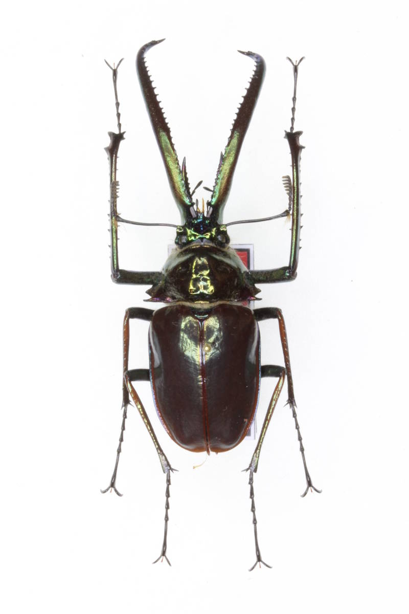 未展足73mmホロメタリクスチリクワガタ シワバネクワガタ