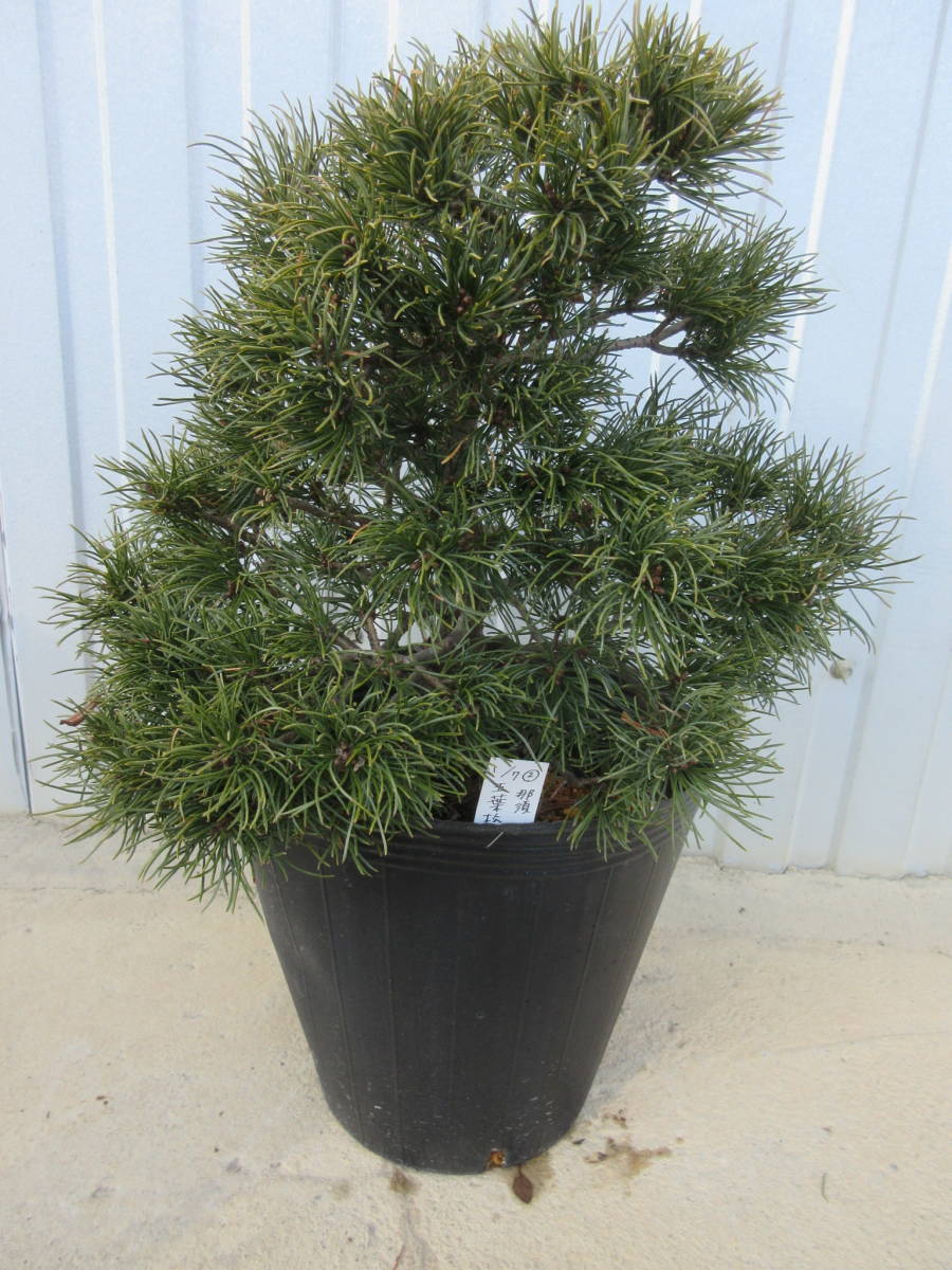 那須五葉松 根巻き 草丈32cm 葉張り32cm 幹直径2，5cm ②1-7 |