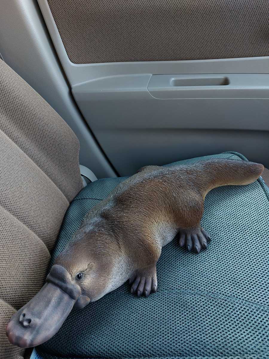 まる 本物 レプリカ カモノハシ 1匹 性別不詳 激レア オーストラリア稀少動物 検索 チョコエッグ その他 売買されたオークション情報 Yahooの商品情報をアーカイブ公開 オークファン Aucfan Com