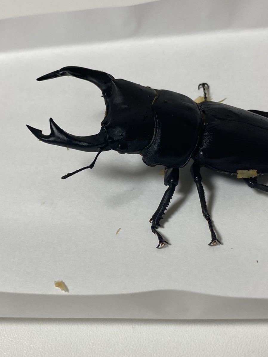 大阪府能勢町産 単品 11♀52mm国産オオクワガタ能勢YG血統 | 0 特大 大阪府能勢町産 単品 11♀52mm国産オオクワガタ能勢YG血統 | 0 特大