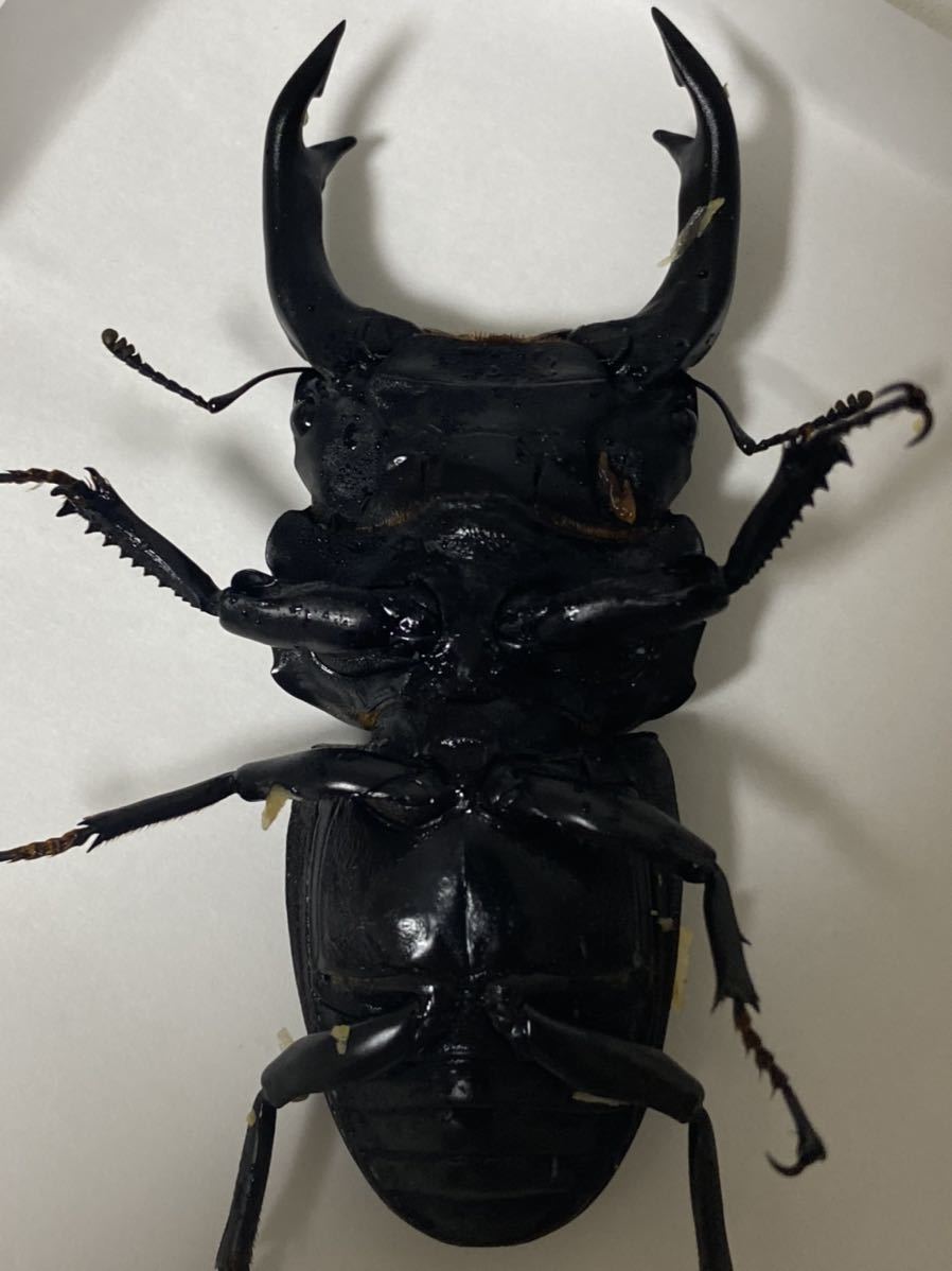 大阪府能勢町産 単品 11♀52mm国産オオクワガタ能勢YG血統 | 0 特大 大阪府能勢町産 単品 11♀52mm国産オオクワガタ能勢YG血統 | 0 特大