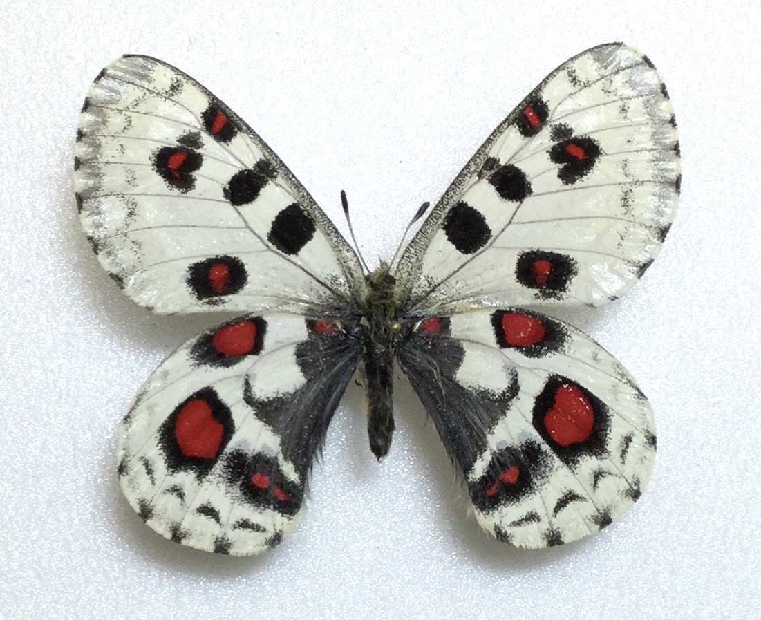 p.nomion p.nomion koiwayai （Parnassius nomion） 