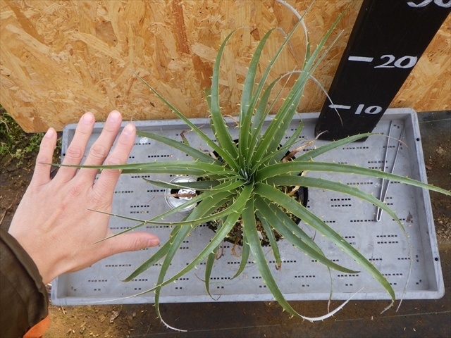 Puya プヤ ベルテロニアナ B 種子20粒 プヤ・ベルテロニアナ(Puya