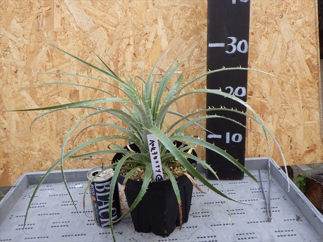 Puya プヤ berteroniana ベルテロニアナ 原種耐寒性 | - RS プヤ