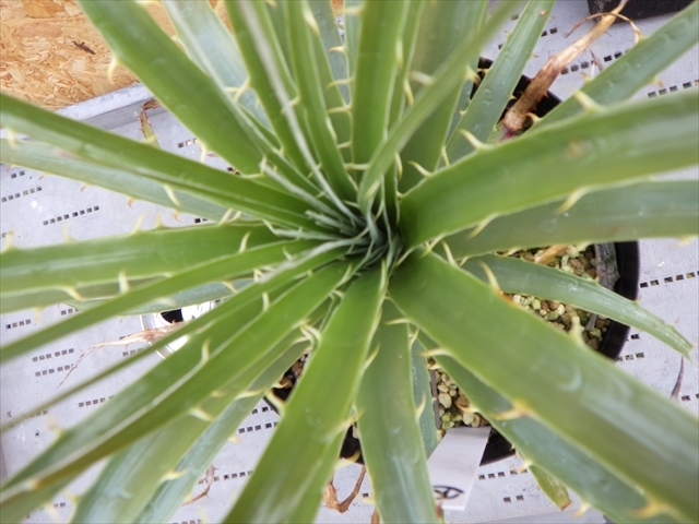 Puya プヤ berteroniana ベルテロニアナ 原種耐寒性 | - RS プヤ