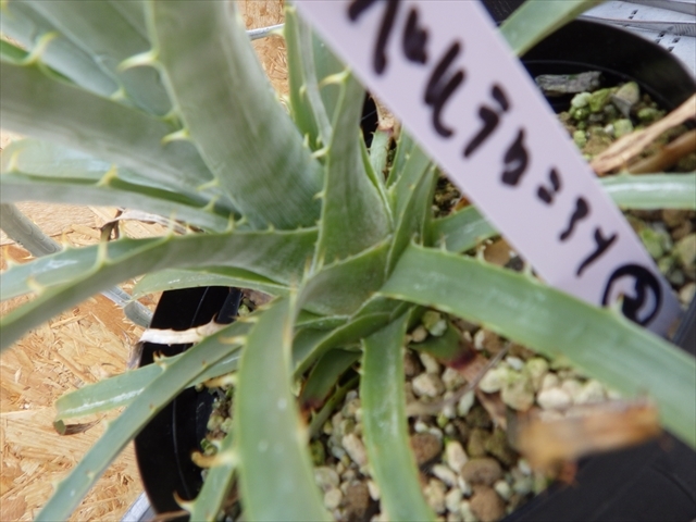 Puya プヤ berteroniana ベルテロニアナ 原種耐寒性 | - RS プヤ