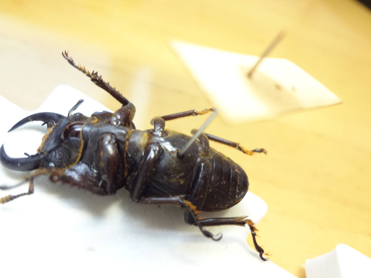 国産 オオクワガタ 標本 83㎜ ♂ 能勢産 KU01 能勢産 オオクワガタ 標本 約50mm 折損あり 採集品 おまけ付き(虫