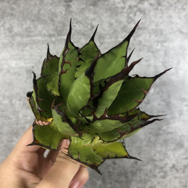P5150】S級株【特選強黒棘 ボール株！！】アガベ ホリダ 強棘 Agave