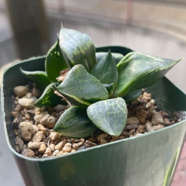 ハオルチア 多肉植物 裏般若錦 公式通販 ≧∇≦）多肉植物 裏般若交配