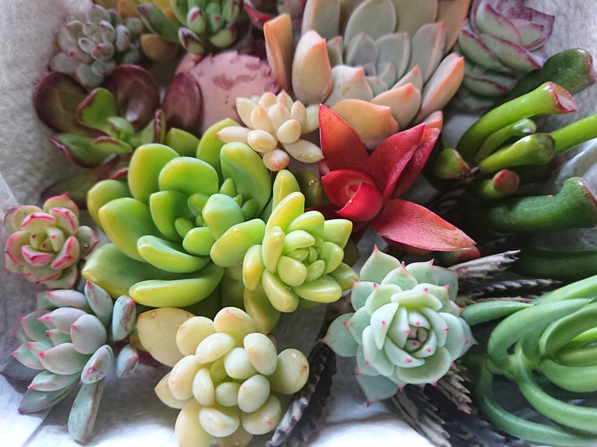 多肉植物カット苗 寄せ植えセット （①寄せ植えセット カット苗 