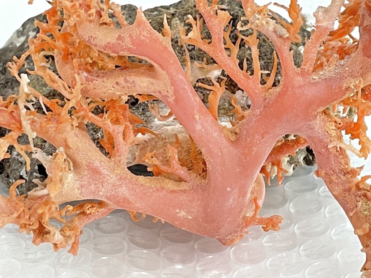 送料無料【珊瑚 原木】天然 ピンク珊瑚 サンゴ 珊瑚枝 石付き 総重量