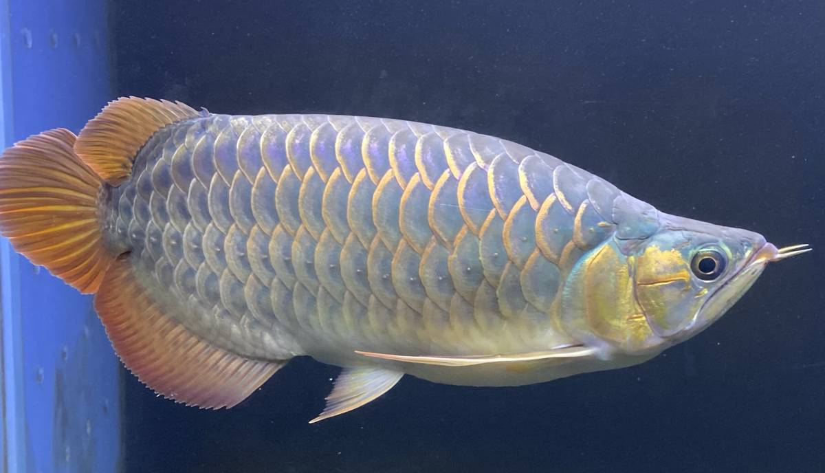 厳選 アロワナ レッドアロワナ 40cm± sumo arowana 大豚確定個体 豚 