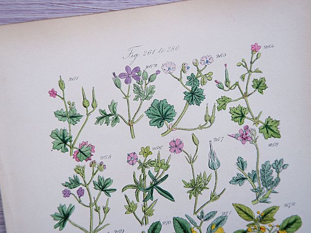 ☆イギリス/アンティークボタニカルアート②/リトグラフ/植物画/1882年 