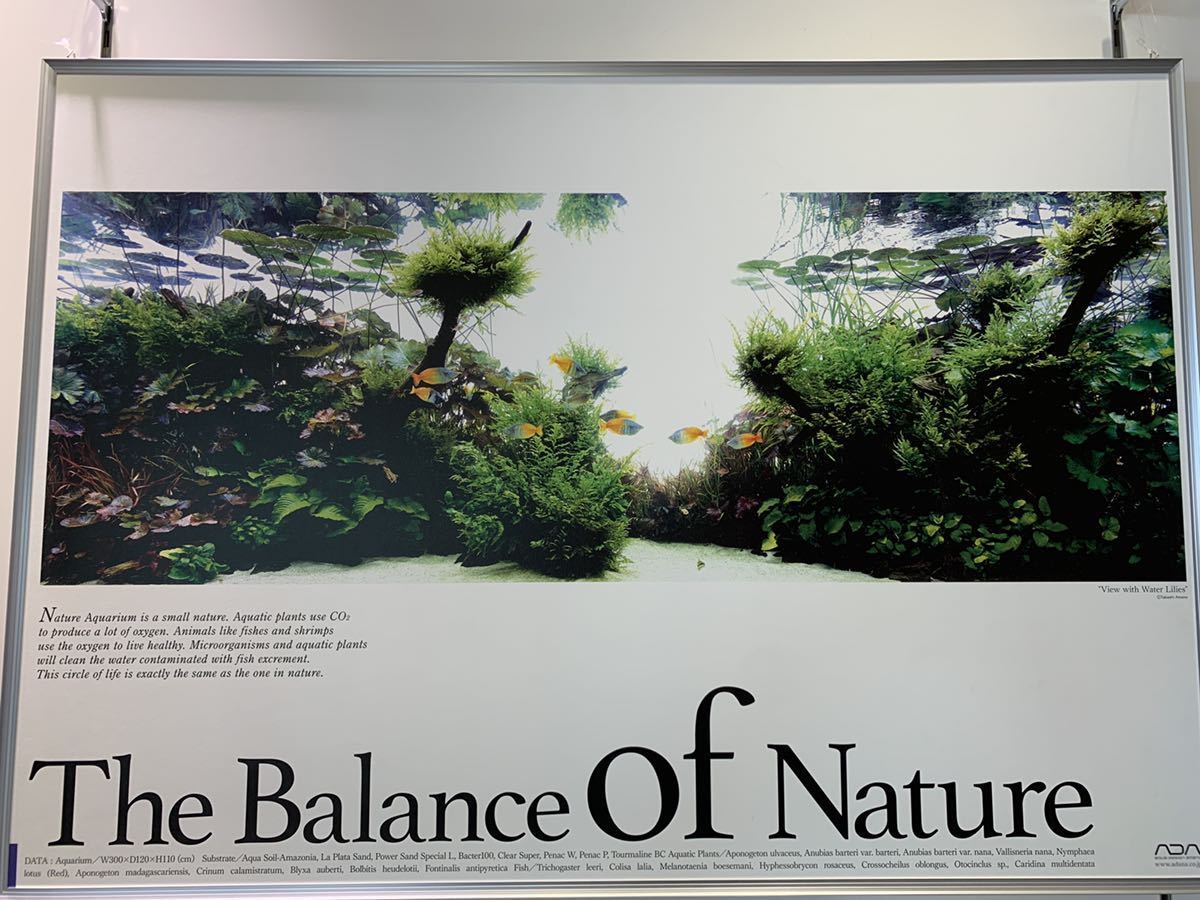ADA】新品未開封 Balance of Natureポスター ハーフオレンジ  